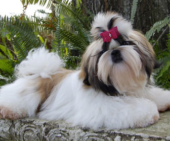 Shih tzu