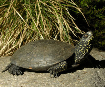 Tartaruga palustre europea