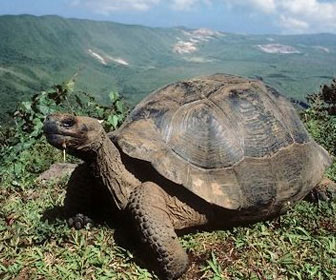 Testuggine delle galapagos