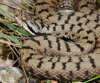 Vipera comune 