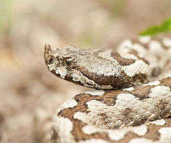 Vipera dal corno