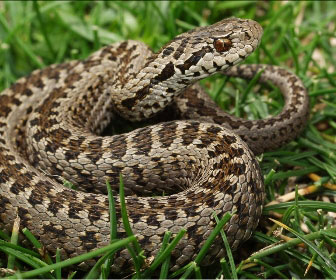 Vipera dell