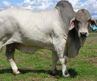 Zebu