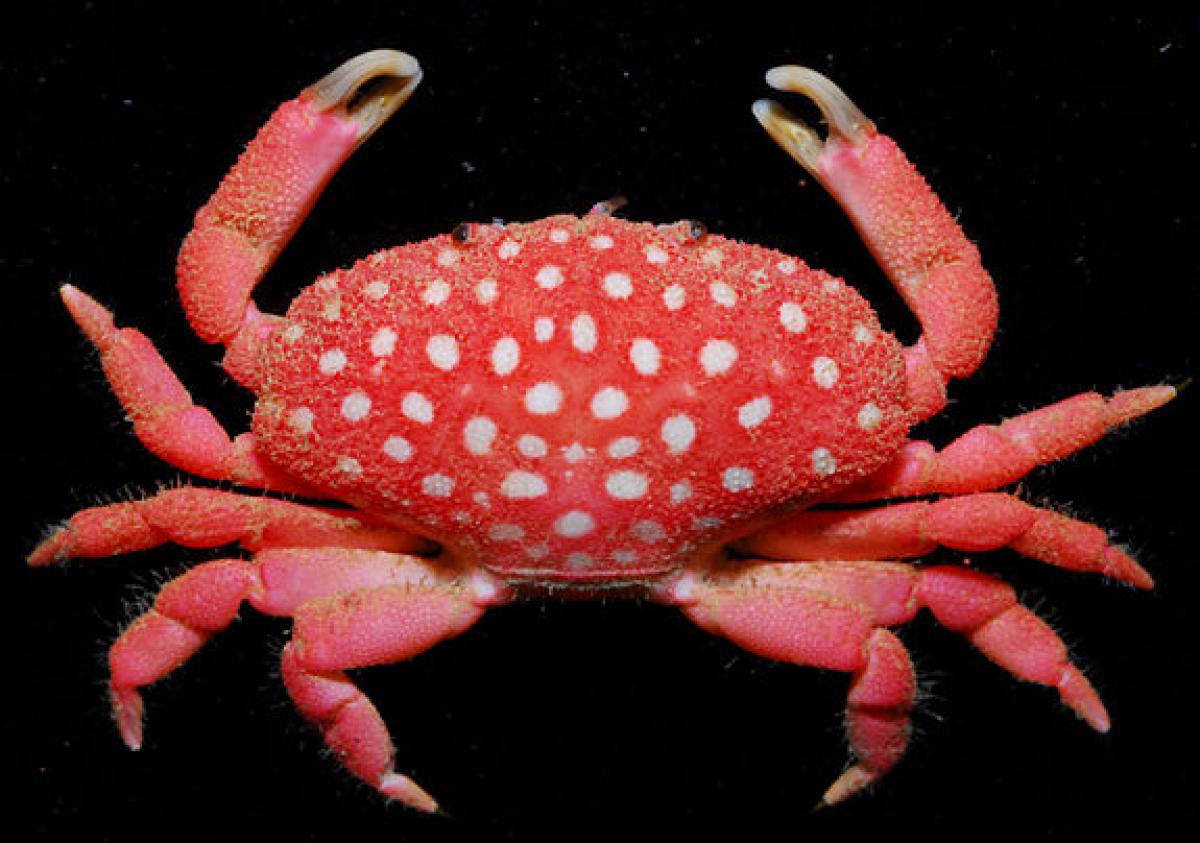 Granchio Fragola