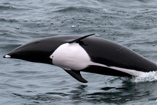 Lissodelfino australe