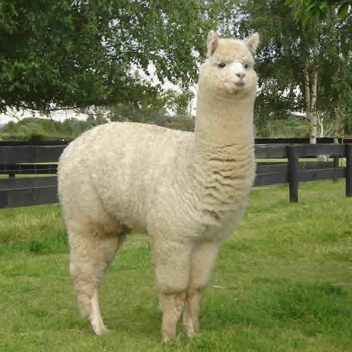 Alpaca