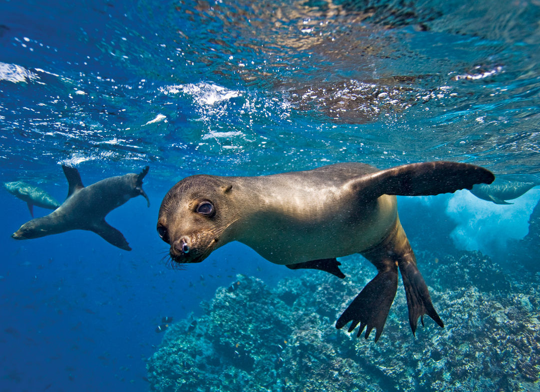 Evoluzione e isole Galapagos