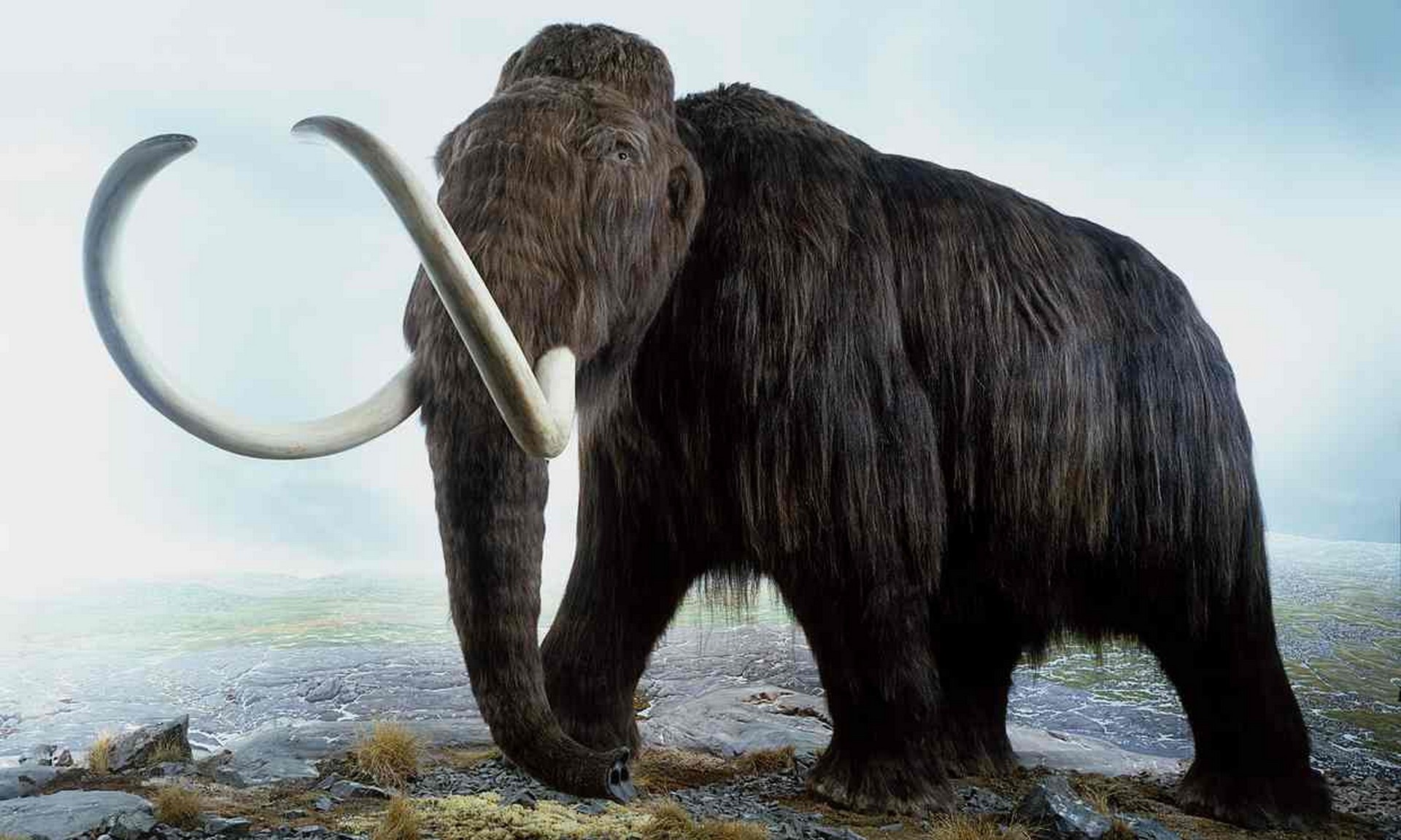 Mammut lanoso