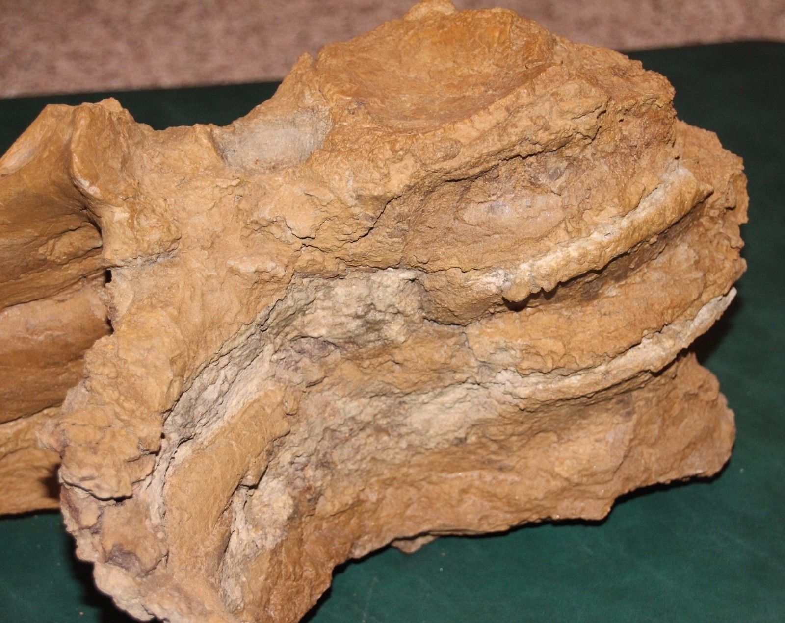 Fossile di dinosauro