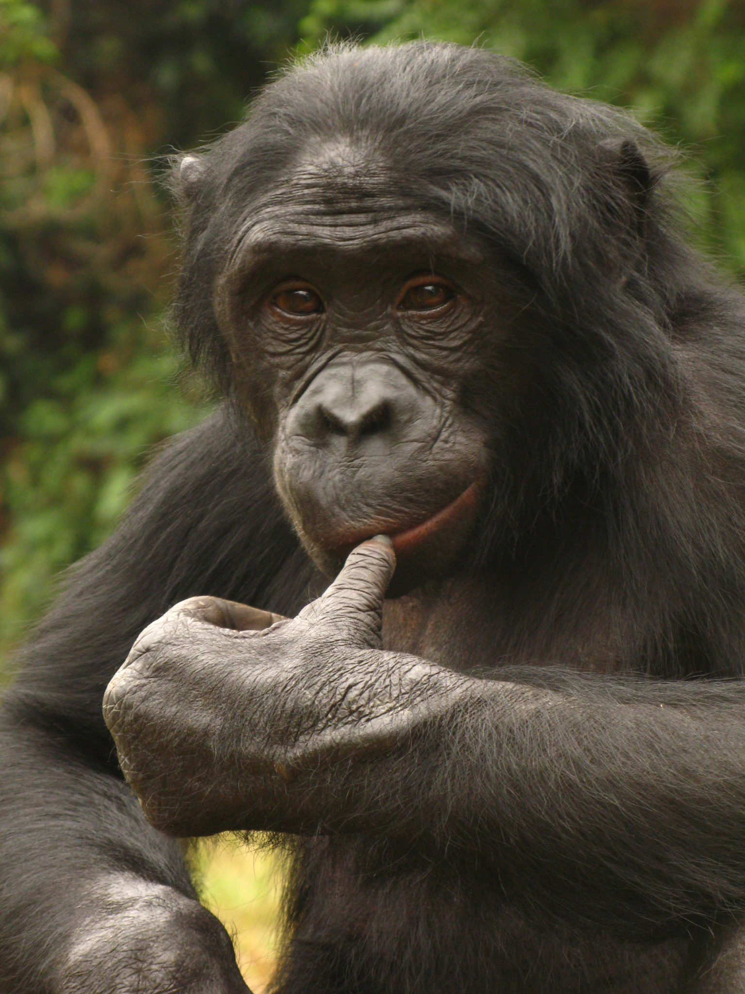 Bonobo