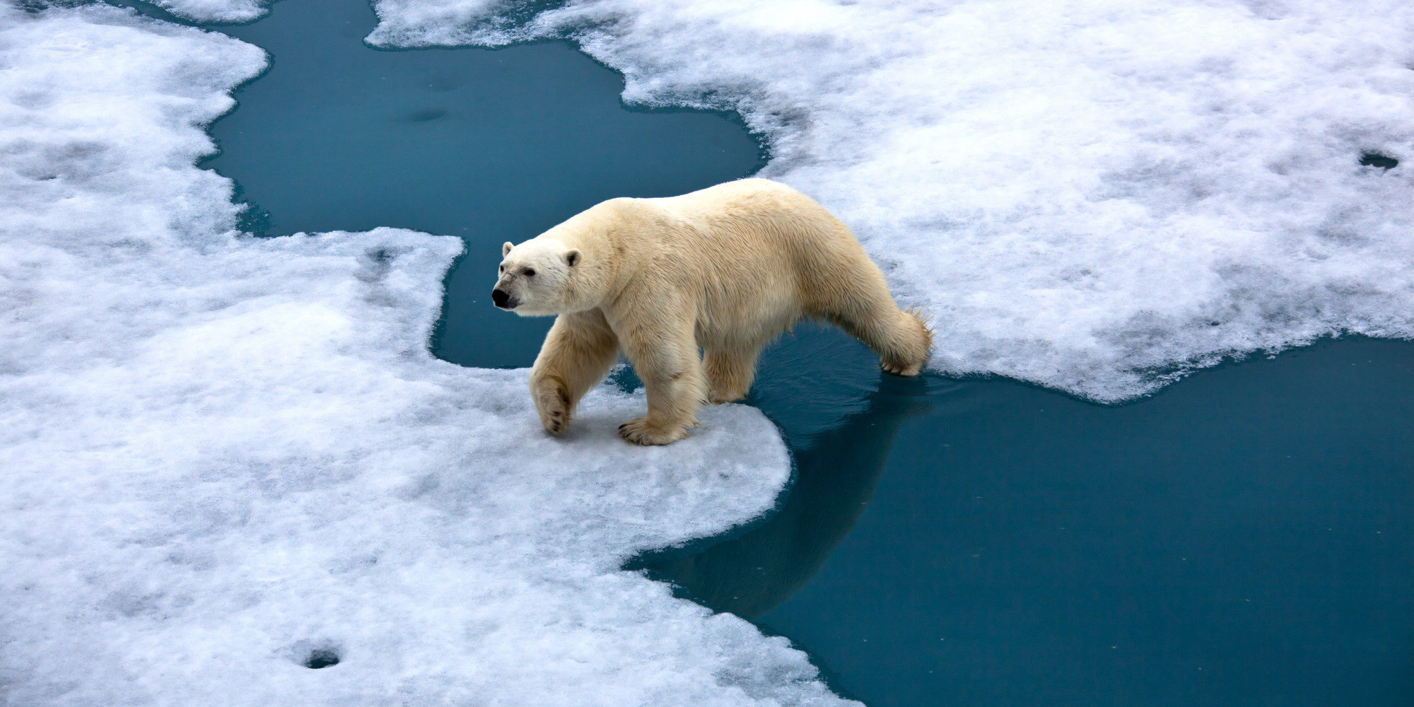 Cambiamenti climatici ed evoluzione