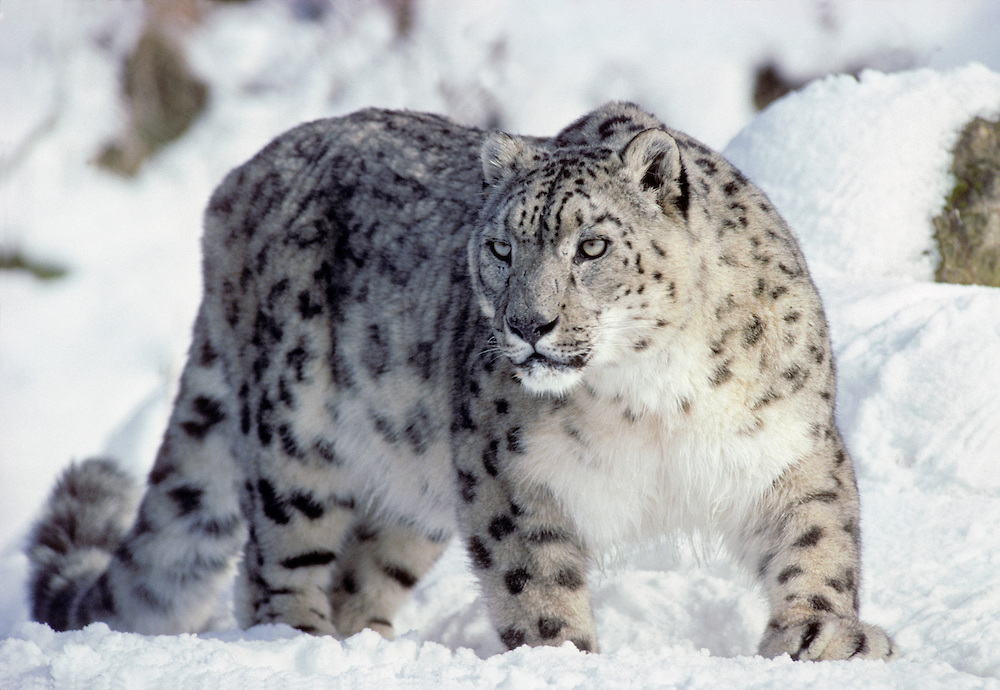 Leopardo delle nevi