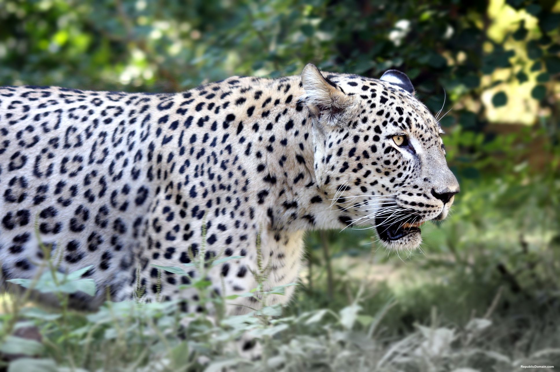 Leopardo Persiano