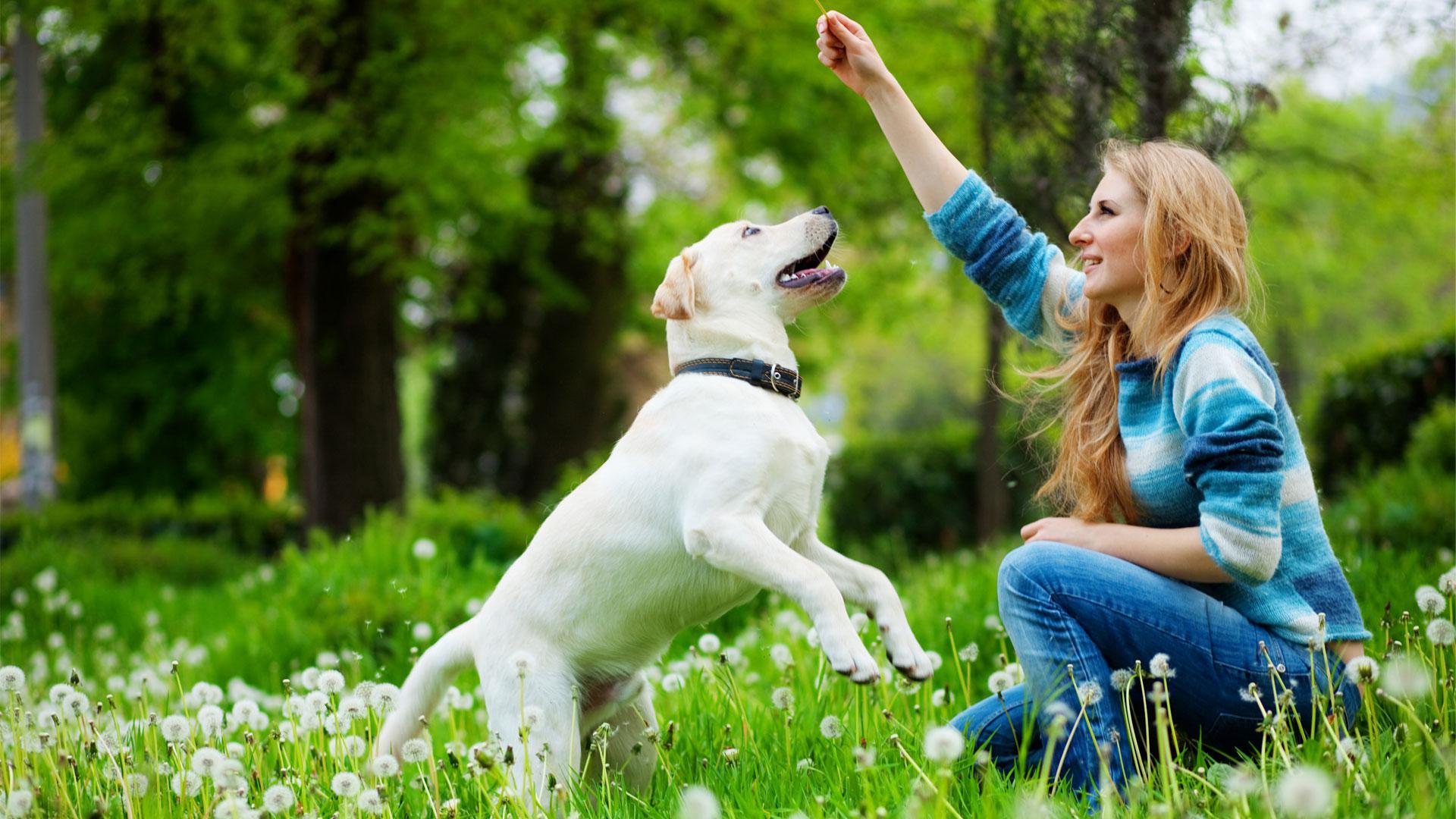 Cani e comunicazione