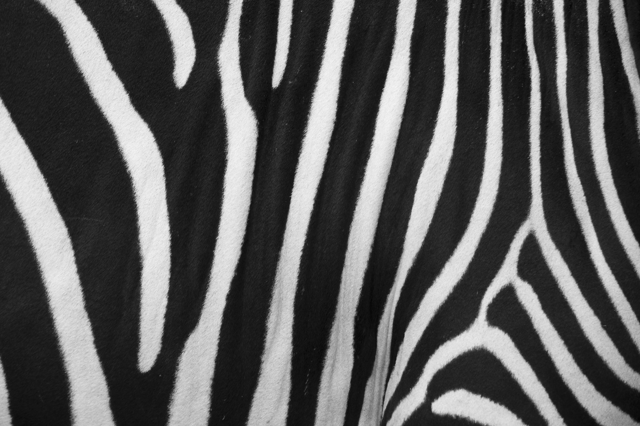 Le strisce della zebra
