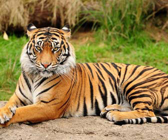 Tigre Mille Animali