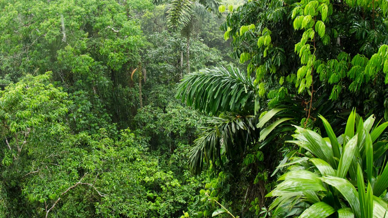 Foresta tropicale