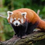 Red Panda