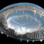 aequorea-forskalea.jpg