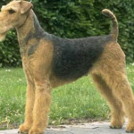 airedale-terrier.jpg