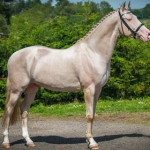 akhal-teke-1.jpg