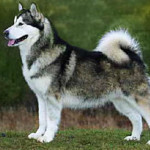 alaskan-malamute.jpg
