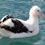 albatro-urlatore.jpg