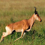 alcefalo.jpg
