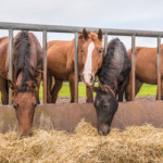 alimentazione-del-cavallo.jpg