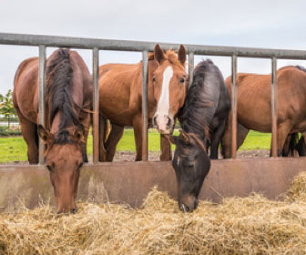 Alimentazione del cavallo