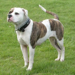 american-bulldog.jpg