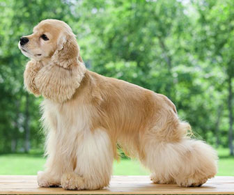 American cocker spaniel