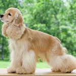 american-cocker-spaniel.jpg
