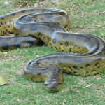 anaconda.jpg