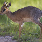 antiolpe-dik-dik.jpg