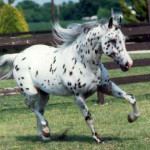 appaloosa.jpg