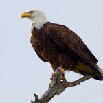 aquila-di-mare-testabianca.jpg