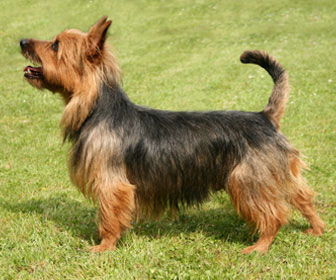 Australian terrier
