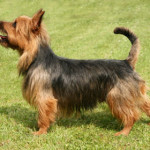 australian-terrier.jpg