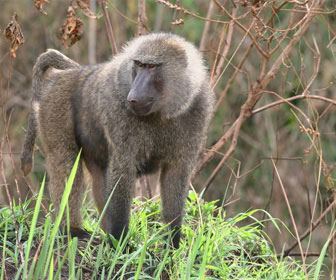 Babbuino della guinea