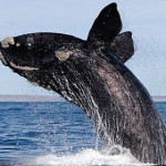 balena-franca-boreale.jpg