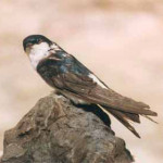 balestruccio-2.jpg