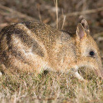 bandicot-del-deserto.jpg