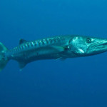 barracuda.jpg
