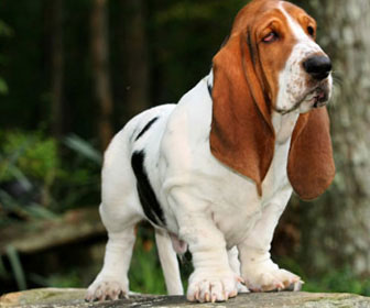 Basset hound