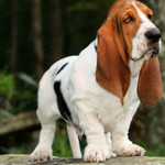 basset-hound.jpg