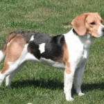 beagle.jpg