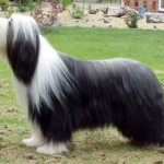 bearded-collie.jpg