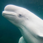 beluga.jpg