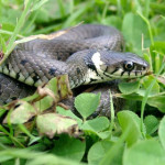 biscia-dal-collare.jpg